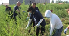 【富泰熱力】公司“除蒿草、潔環境”活動持續進行